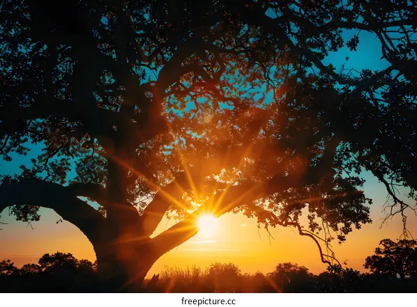 rays of setting sun shining through the branches of a large tree