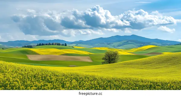 Rolling Hills of Tuscany with Yellow Flowers and Blue Sky