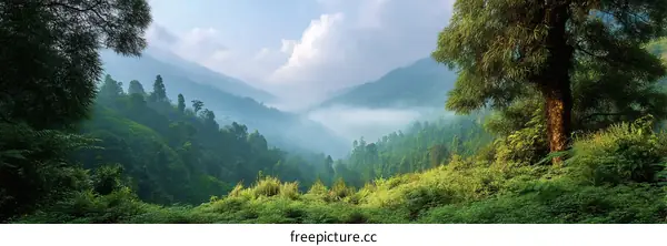 Misty Mountain Valley Scenery