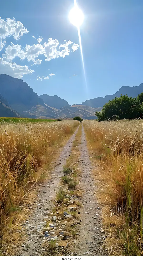 The sun shines on the path in the middle of the wheat field