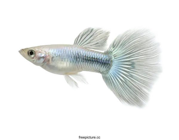 [Transparent Background PNG]Silver Guppy Fish Close Up