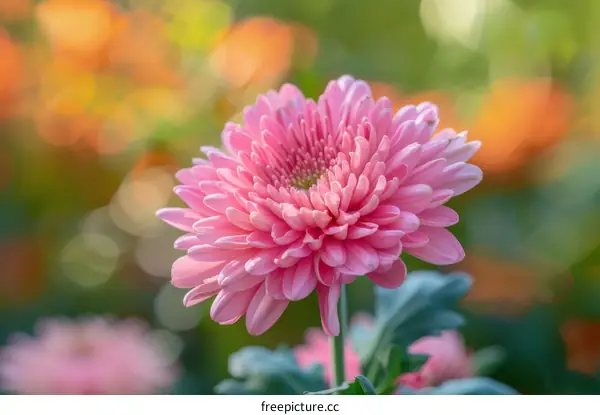 Close-up of a beautiful pink dahlia flower in a garden with a blurred background