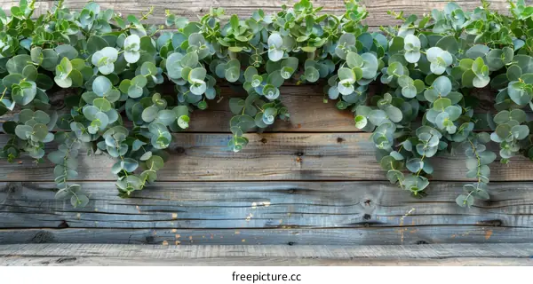 Fresh eucalyptus branches on a wooden background