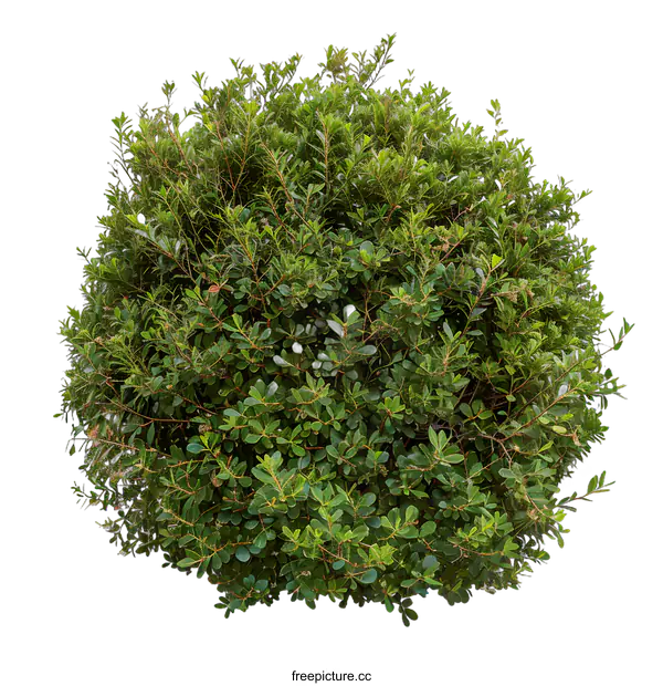 [Transparent Background PNG]Green Bush Isolated On White Background