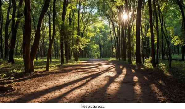 The sun shines through the forest