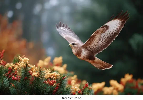 Majestic Bird of Prey in Flight Above Autumn Foliage