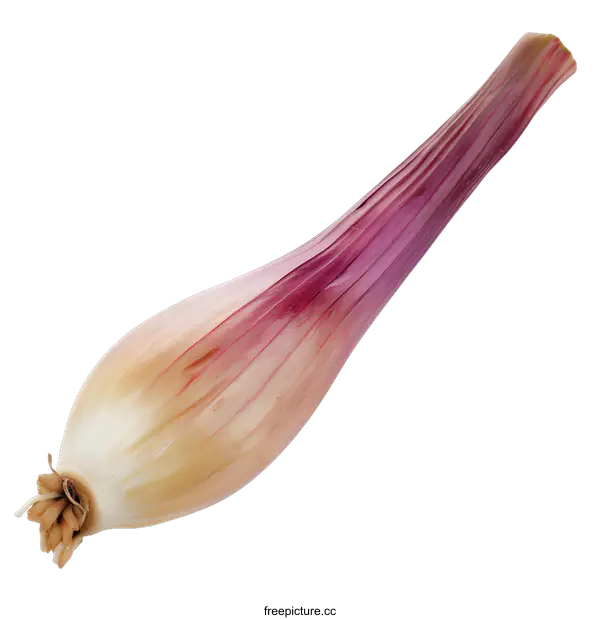 [Transparent Background PNG]Single Fresh Purple Shallot Isolated on White Background