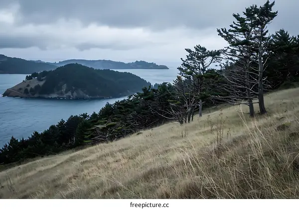 Island View From a Coastal Hill With Pine Trees