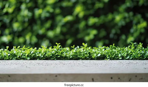 Fresh Green Plants on Concrete Surface