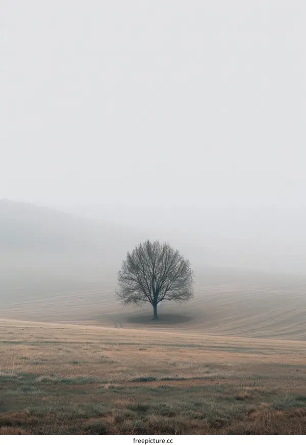 Lonely Tree Emerges from the Fog