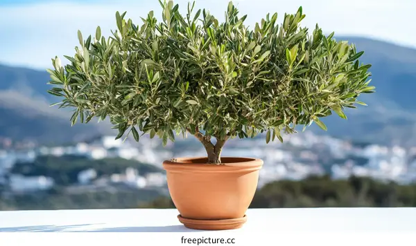 Potted Olive Tree Against Scenic Background