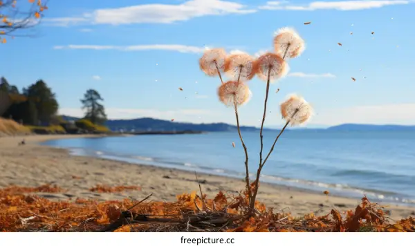 Dandelions by the sea
