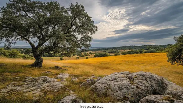Golden Field Landscape with Majestic Oak Tree