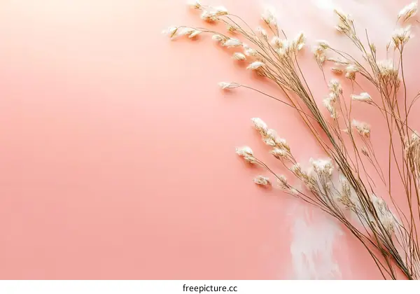 Dried Flowers on Pink Background