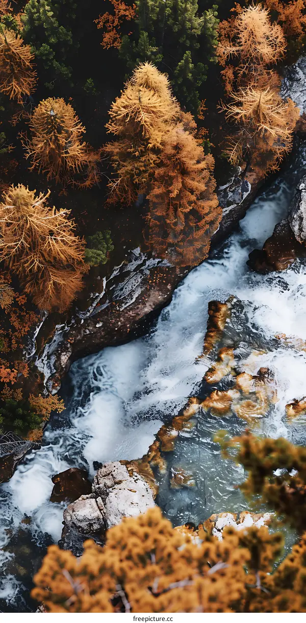 Aerial View of a River Flowing Through a Forest