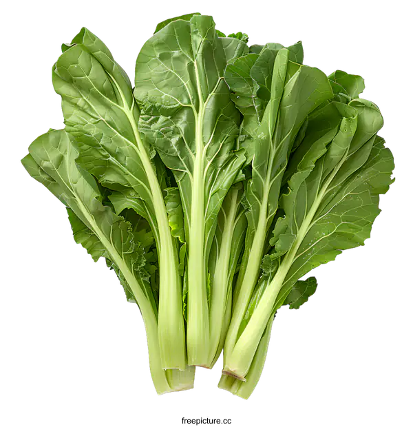 [Transparent Background PNG]A bunch of green bok choy