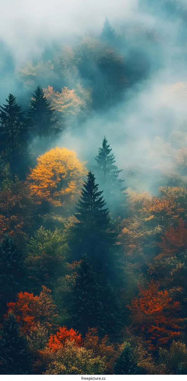 Autumn Forest Foggy Landscape