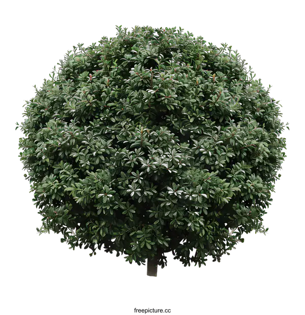 [Transparent Background PNG]Green Bush With Lush Foliage On White Background