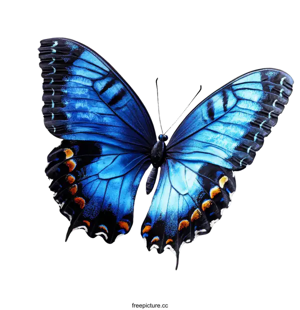 [Transparent Background PNG]Beautiful Vivid Blue Butterfly