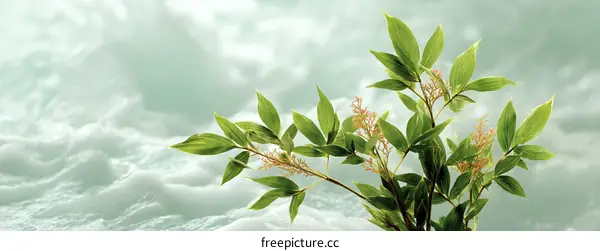 Gentle Green Foliage Against a Soft Sky