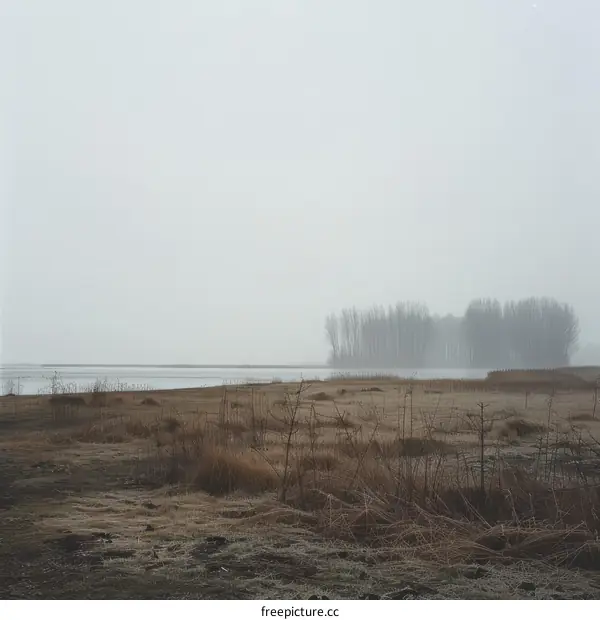 Gloomy winter scene in the marsh