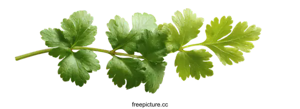 [Transparent Background PNG]Fresh Coriander Sprig Isolated on White Background