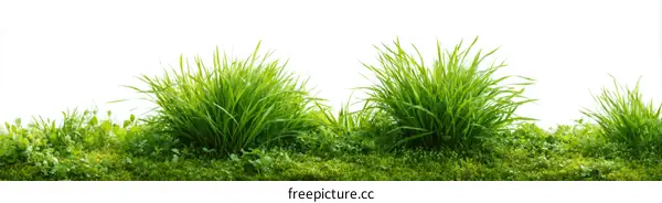 Fresh Green Grass Background Image