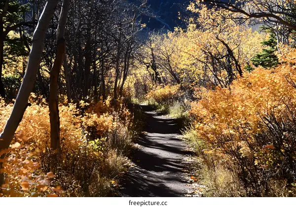 Autumn Path Through a Forest of Golden Trees
