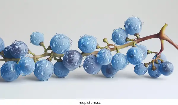 Close-up image of a bunch of blueberries