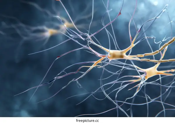 Illustration of Nerve Cells in the Human Body