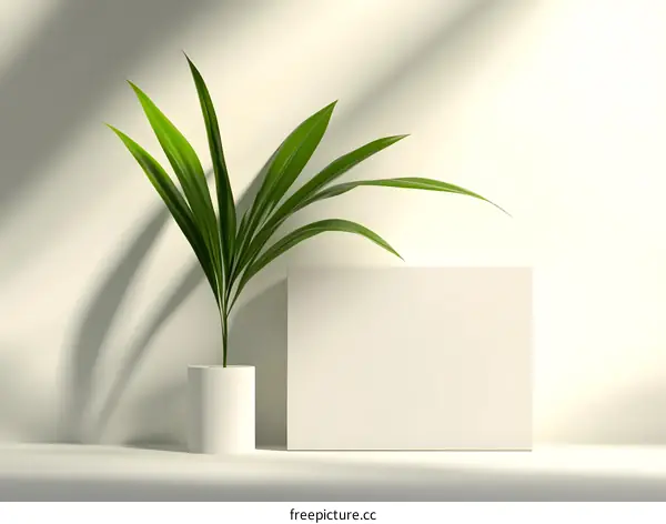 Minimalist Green Plant and White Background for Product Display