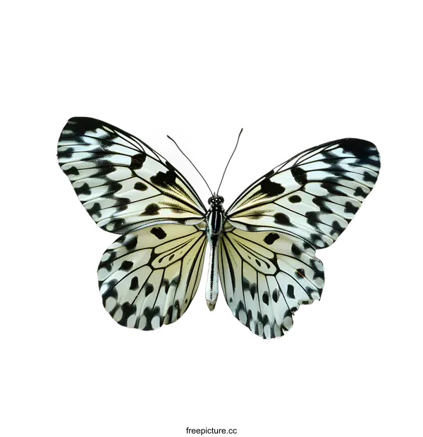 [Transparent Background PNG]Black and White Butterfly on White Background