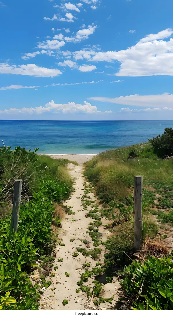 Sandy path to the sea between green bushes