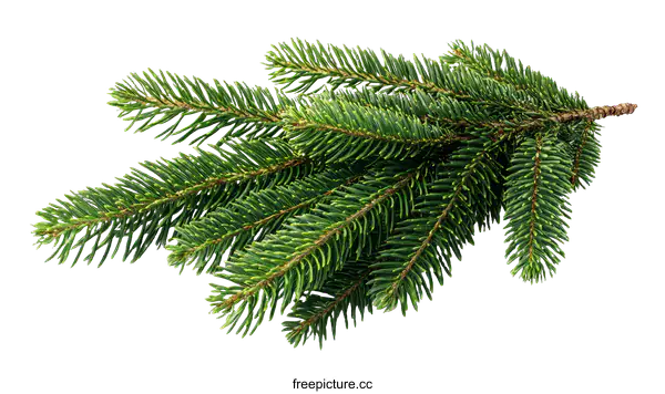 [Transparent Background PNG]Close up of a Christmas tree branch
