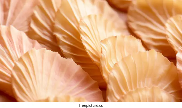 Dried Orange Flower Petals Macro Photography