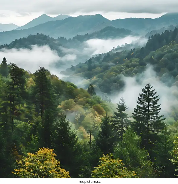 Misty Mountain Forest Landscape