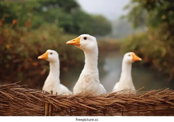 Three White Geese by a Weathered Rustic Fence