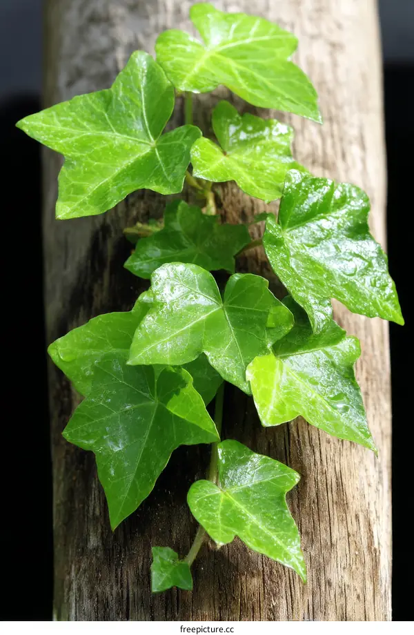 Green Ivy Leaves on Wooden Surface