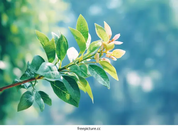 Fresh Spring Leaves and Blossoms Close-up