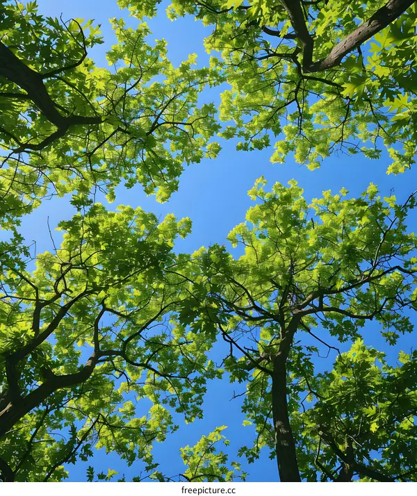 Looking Up at the Canopy of Trees