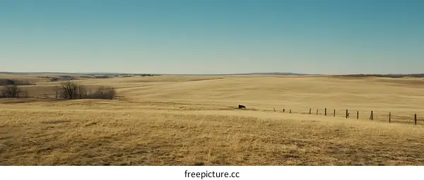 Wide Open Grassland Under a Blue Sky