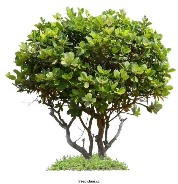 [Transparent Background PNG]Green Bush Tree Isolated on White Background