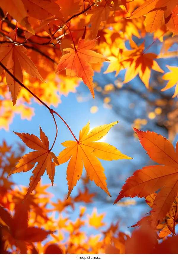 red maple leaves in autumn