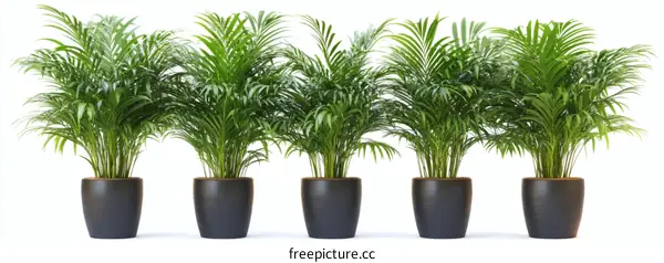 Arrangement of Parlor Palms in Pots