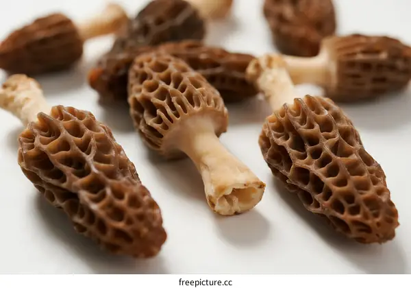 Fresh Morel Mushrooms Displayed on White Background