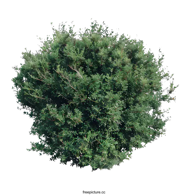 [Transparent Background PNG]Green Bush Isolated on White Background