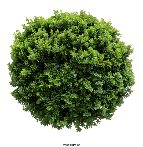 [Transparent Background PNG]Green Bush Top View Isolated On White Background