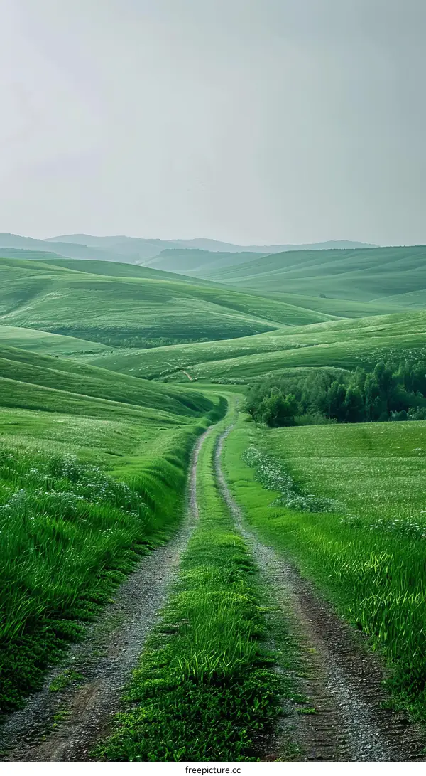 Scenic Dirt Road Winding Through Rolling Green Hills