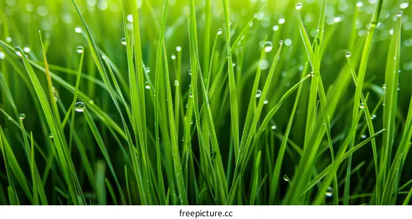 Close-up of Green Grass and Dew Drops