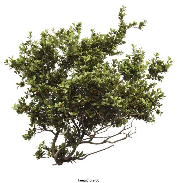 [Transparent Background PNG]Green Bush With White Background